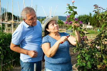 Interested senior couple tending flowers in garden at homestead on summer day, pruning branches on...