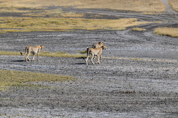 Three cheetah siblings walking in savannah of Tanzania