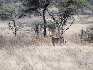 Obraz na płótnie Canvas Cheetah standing on dry grass in savannah of Tanzania