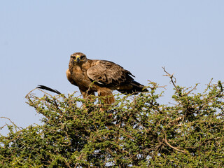 Tawny Eagle with prey on top of the acacia tree against blue sky