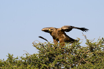 Tawny Eagle with prey on top of the acacia tree against blue sky