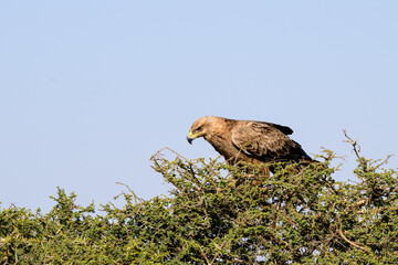 Tawny Eagle with prey on top of the acacia tree against blue sky