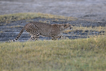 Cheetah walking on dry grass in Savannah of Tanzania