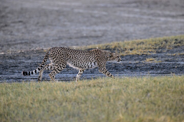 Cheetah walking on dry grass in Savannah of Tanzania