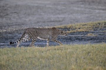Cheetah walking on dry grass in Savannah of Tanzania