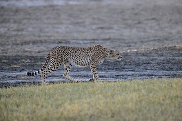 Cheetah walking on dry grass in Savannah of Tanzania