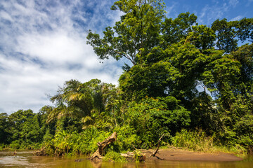 Fototapeta premium Boat trip from Tortuguero National Park canals (Costa Rica)