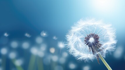 Dandelion seed head against a dreamy blue background