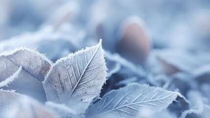 Close-up of frosted leaves showing intricate ice crystal formations