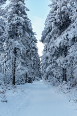 Deep winter forest covered with snow