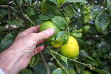 touching lemons with my hand
