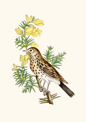 Colorful watercolor bird illustration, botanical art. Vintage-style songbird illustration isolated on a beige background.