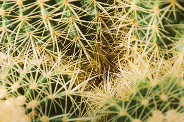 Cactus close up under sun rays