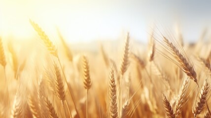 Golden wheat field under a bright sun