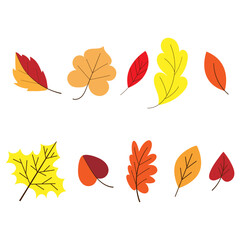 Fototapeta premium Autumn leaves. The leaves are yellow, red, and orange. Forest foliage. Leaves from the tree