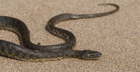Natrix tessellata. The dice snake is a European non venomous snake belonging to the family Colubridae, subfamily Natricinae. The reptile lives on the sandy beach of the Black Sea.