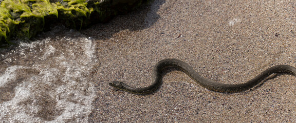 Natrix tessellata. The dice snake is a European non venomous snake belonging to the family...