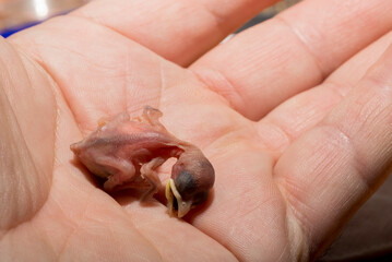 A house sparrow chick that fell out of the nest. The tragedy of the reproduction process in birds. A dying animal in the palm of a man.