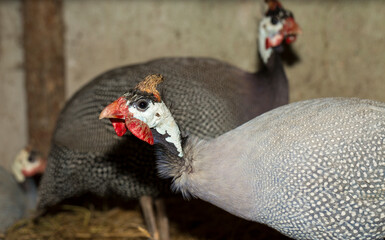 Domestic guineafowl, sometimes called pintade, pearl hen, or gleany.