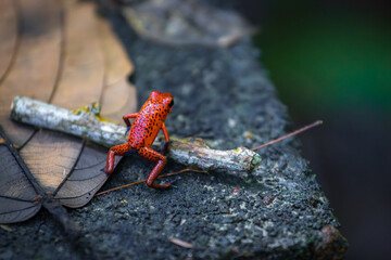 Strawberry poison-dart frog (Oophaga pumilio) in Tortuguero National Park (Costa Rica)
