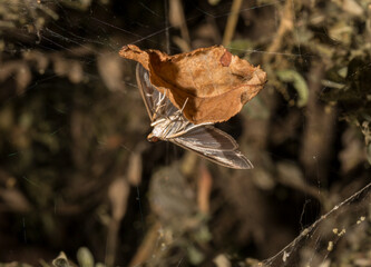 Cydalima perspectalis or the box tree moth is a species of moth of the family Crambidae. This butterfly is a pest. The insect destroys the bush.