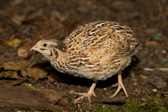 Common quail (Coturnix coturnix), or European quail, is a small ground-nesting game bird in the pheasant family Phasianidae.