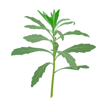 Vector illustration, Conyza canadensis, common names include horseweed, Canadian horseweed, Canadian fleabane, coltstail, marestail, and butterweed, isolated on white background.