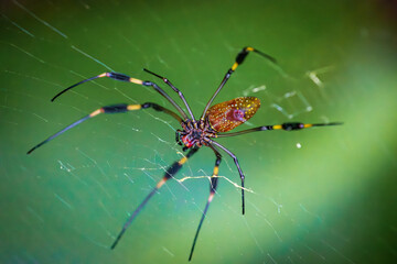 Golden orb spider (Nephila Clavipes) in Tortuguero National Park (Costa Rica)