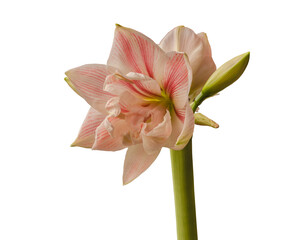 Hippeastrum (amaryllis)  "First Love" on   white background  isolated