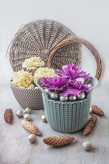 Brassica in a pot next to pine cones and Christmas balls.