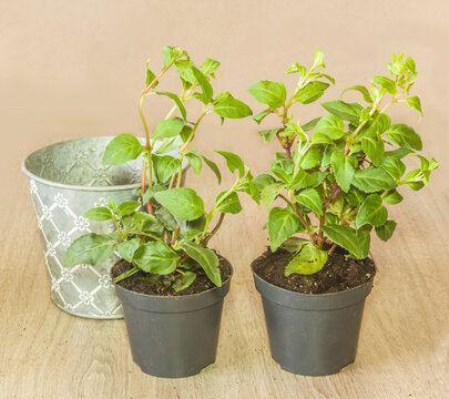 Two pots with seedlings of young funsia bushes