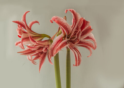 Blooming   Hippeastrum (amaryllis) "Doublet"   on gray  background