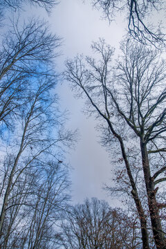 Trees without leaves view up from the bottom