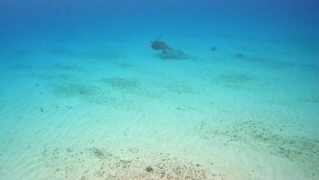 Sea turtle swimming among the rock and coral reef in Cayman Islands.