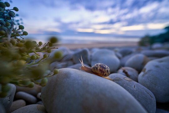 A periwinkle (Theba pisana) crawls over large stones on the beach of Vauville, France, towards a sea kale (Crambe maritima) plant, Europe