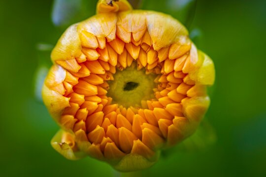 Fototapeta Yellow dahlias (Dahlia), bud, macro photo