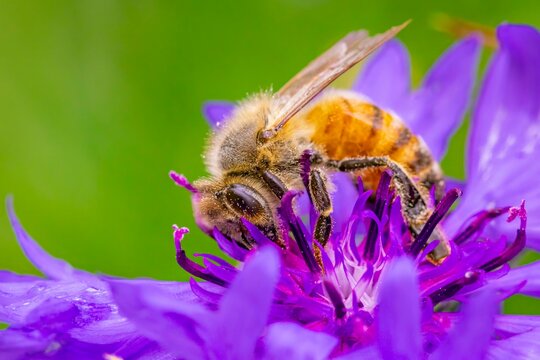 Honey bee (Apis), collecting nectar, on purple cornflower (Centaurea cyanus), Ternitz, Lower Austria, Austria, Europe