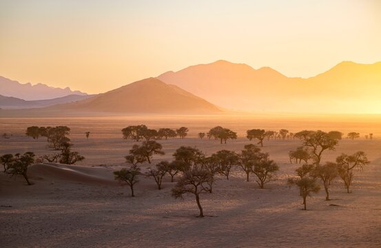 Sunset in the Namib Desert, acacias and mountains in the last evening light, NamibRand Nature Reserve, Namibia, Africa
