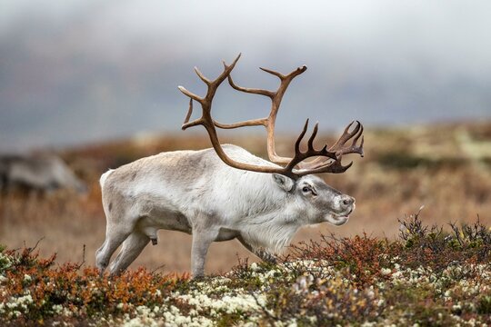 Wild mountain reindeer (Rangifer tarandus tarandus), bull in autumn tundra, Forollhogna National Park, Norway, Europe