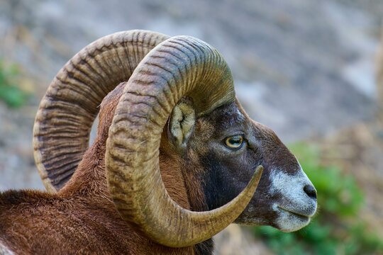 European mouflon (Ovis orientalis musimon), portrait of a mouflon ram with impressive curved horns in a natural environment, Germany, Europe