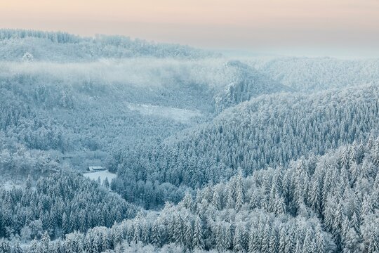 Winter spruce (Picea) (Pinaceae) forest, pine family, snow, winter, dawn, Fridingen, Danube valley, Upper Danube nature park Park, Baden-Wuerttemberg, Germany, Europe