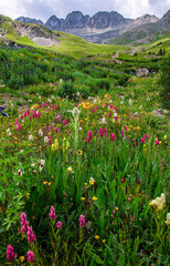 American Basin Wildflowers 45