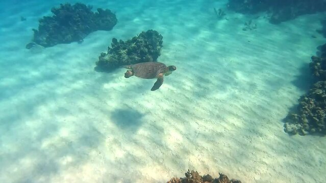 Sea turtle swimming among the rock and coral reef in Cayman Islands.