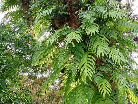 Drynaria quercifolia or Aglaomorpha quercifolia, Oak leaf ferns grows on tree branch. Tropical epiphytes.