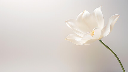 White tulips on a light background with copy space.