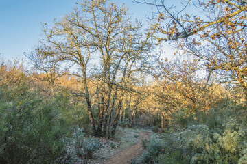 Petit chemin de randonnée en sous bois avec de magnifiques arbres