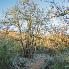 Petit chemin de randonnée en sous bois avec de magnifiques arbres