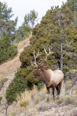 Naklejka na ściany i meble Male elk during rutting season in Yellowstone National park