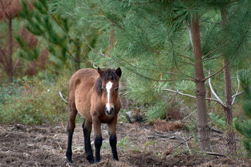 Los caballos salvajes de los montes del Sur de Galicia