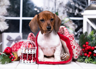 Puppy dachshund, New Year's puppy, Christmas dog